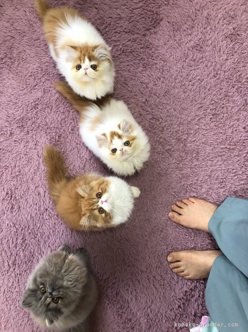 綱嶋知子ブリーダー