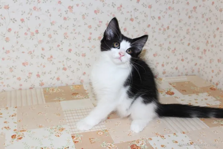 ID:2009-00847の子猫