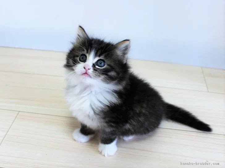 ID:1812-00648の子猫
