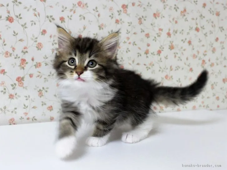 ID:1704-01324の子猫