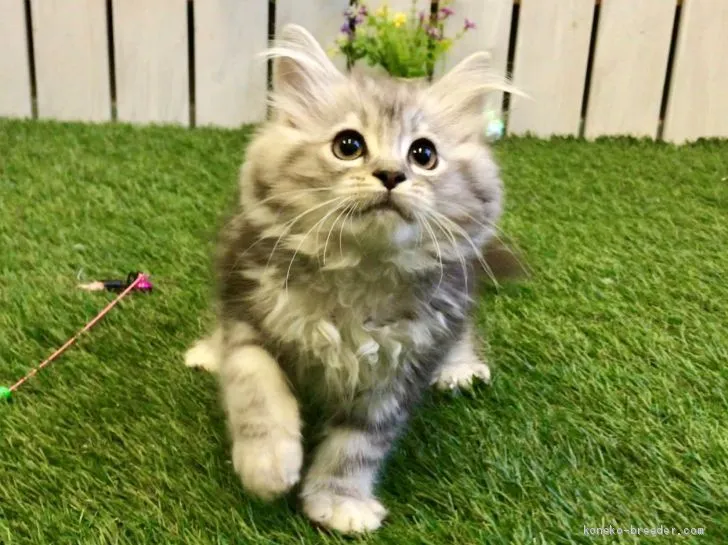 ID:1906-01174の子猫