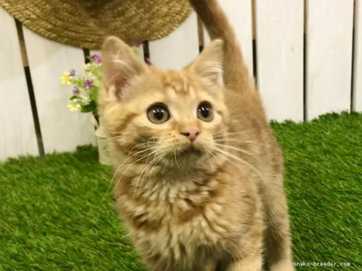 ID:1910-01552の子猫