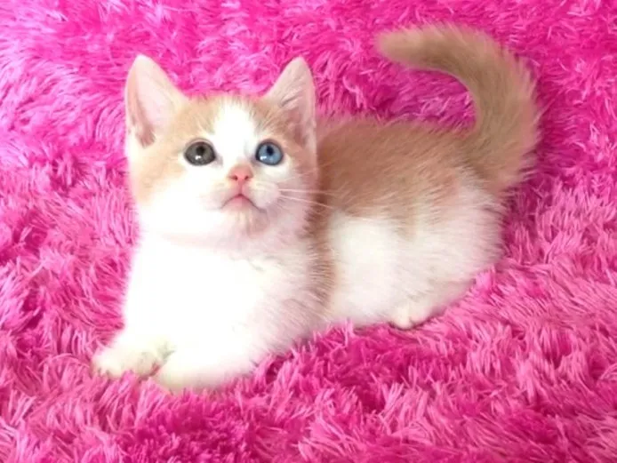 ID：1312-00012の子猫