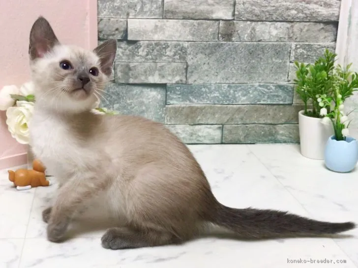 ID：1906-01434の子猫