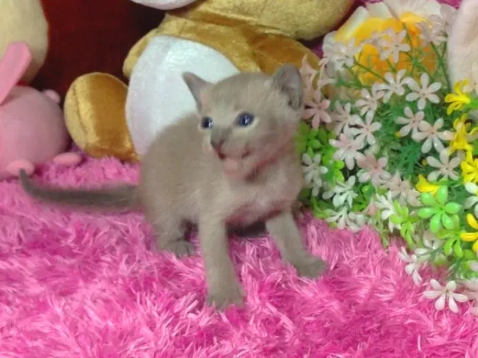 ID：1311-00005の子猫