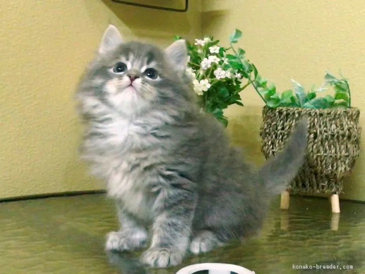 ID:1912-00767の子猫