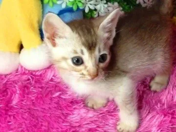 ななちゃんママ 様のお迎えした子猫
