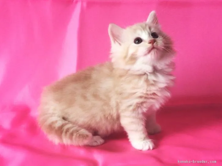 ミュッソ 様のお迎えした子猫