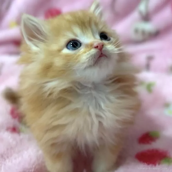 ID：2411-02481の子猫