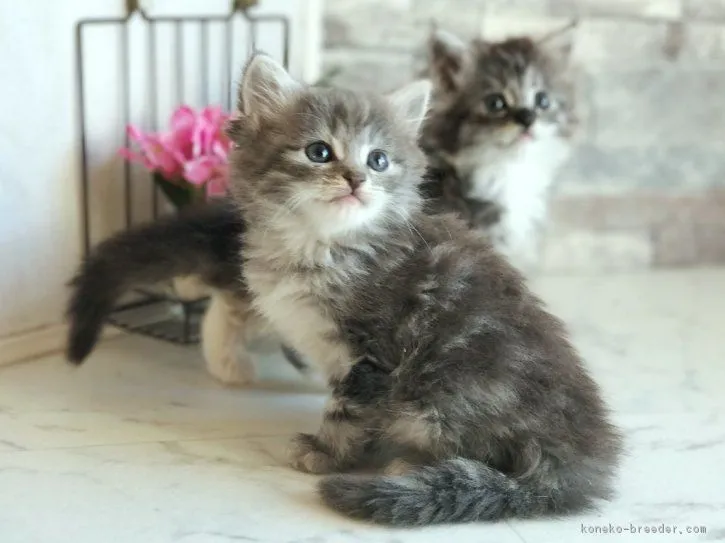 ヨッシー 様のお迎えした子猫