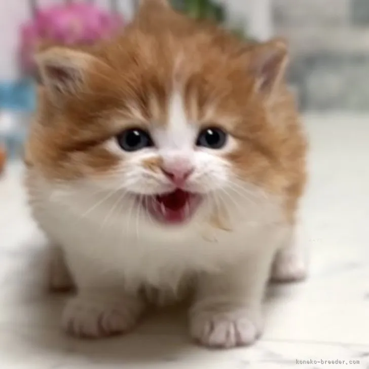 ID：2310-00040の子猫