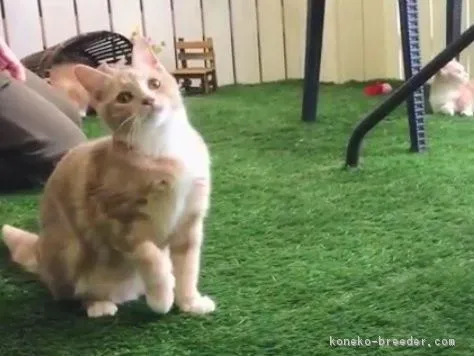 ID:1705-00010の子猫