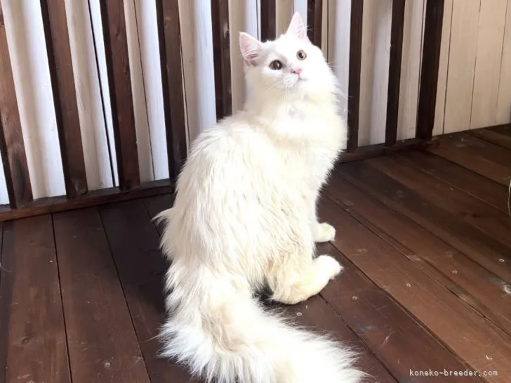 ID：2110-01598の子猫