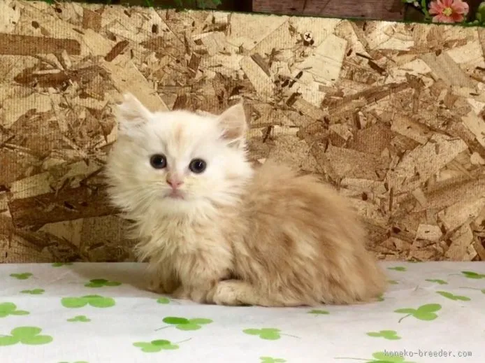 ID：1511-00034の子猫