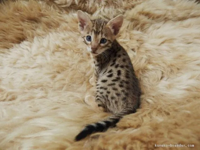 ID:1811-00600の子猫