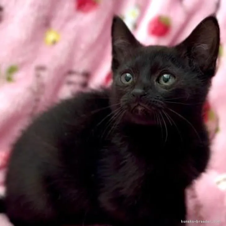 ID:2302-02011の子猫