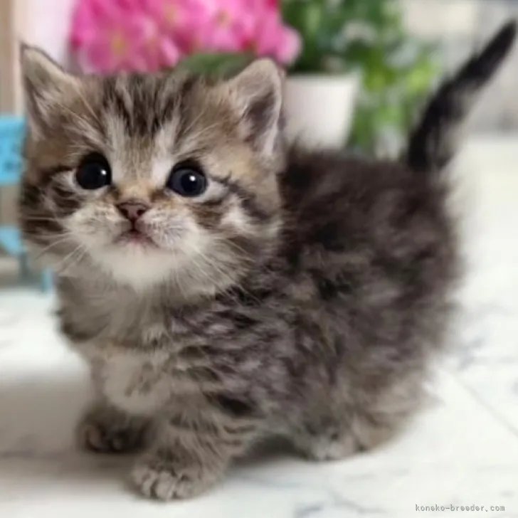 ID:2305-02493の子猫