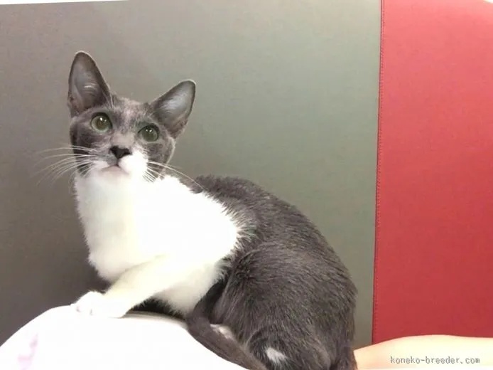 kouchan 様のお迎えした子猫