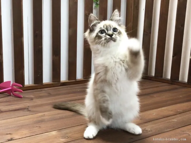 ID:1804-00798の子猫