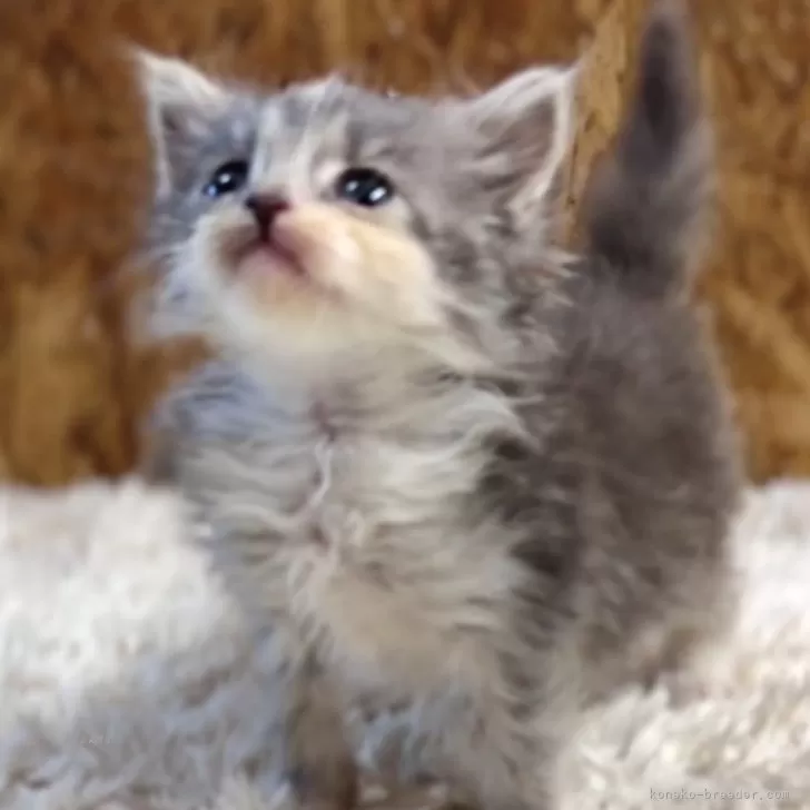 ID：2410-02851の子猫