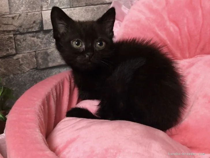 ID：1807-00999の子猫