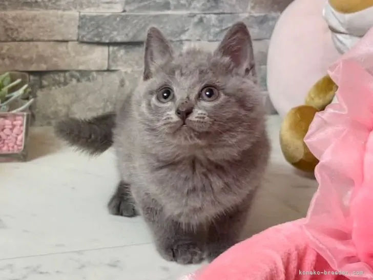 ID:2107-00686の子猫