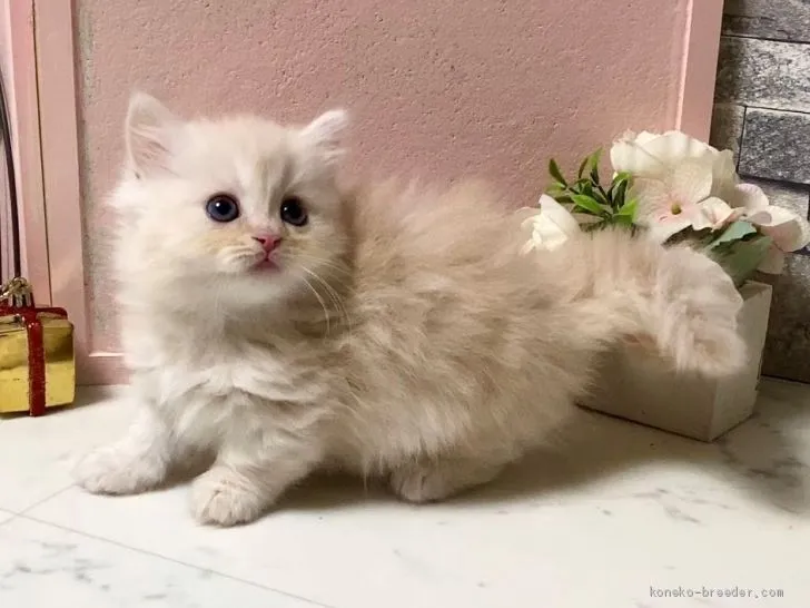 ID:2003-01281の子猫