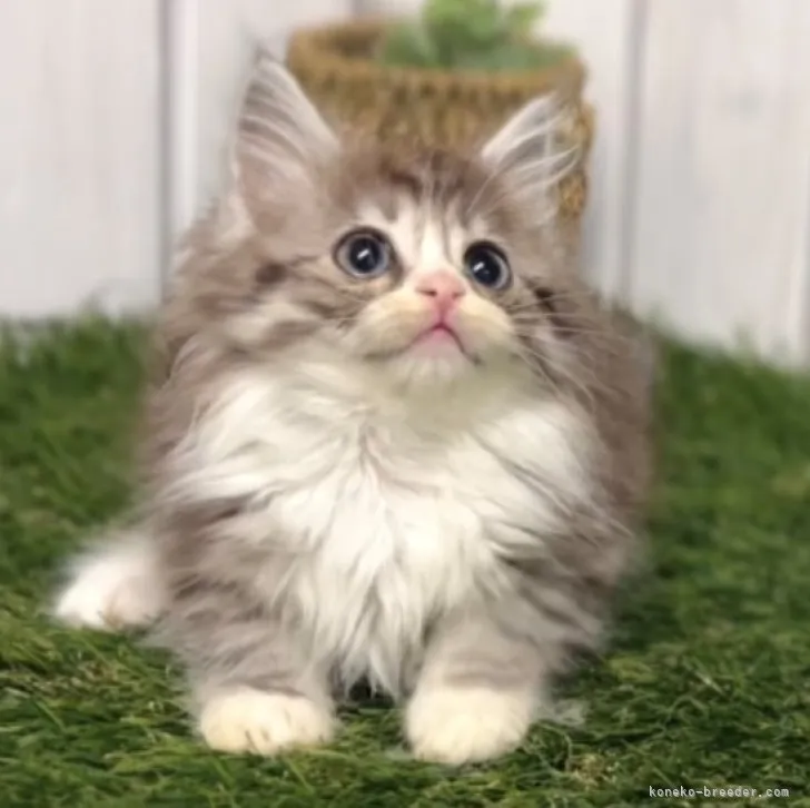 ID:2307-02622の子猫