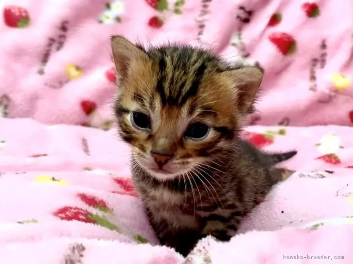 ID：2106-01801の子猫