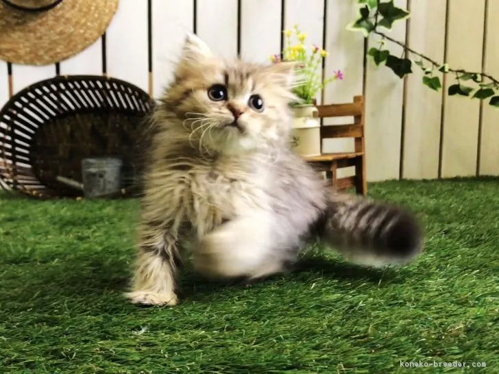 ID:1704-00616の子猫