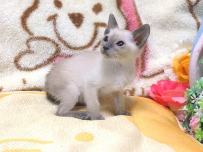 ID:1412-00022の子猫