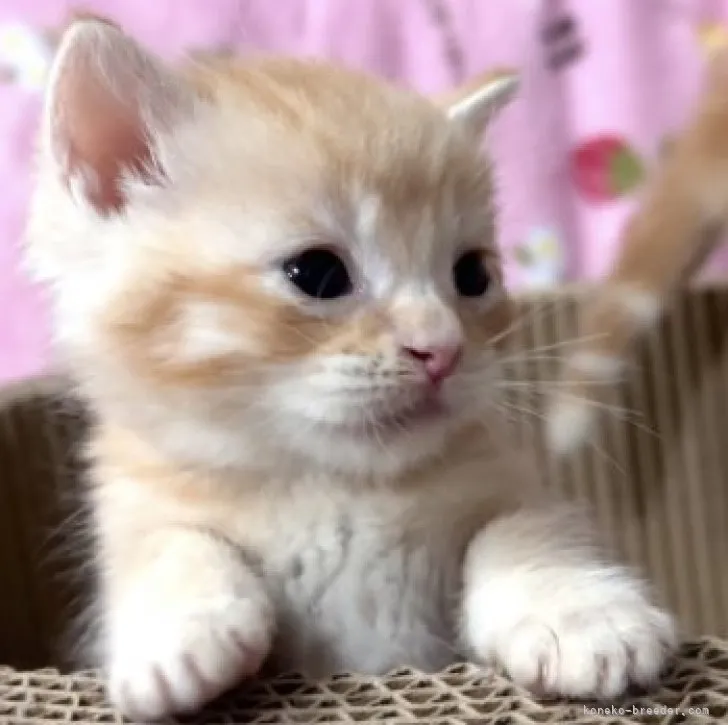 ID：2309-03019の子猫