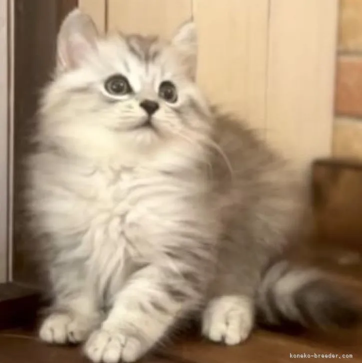 まれ 様のお迎えした子猫