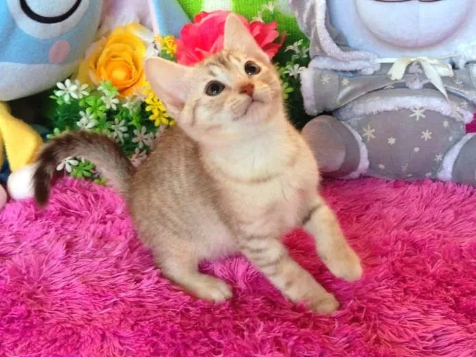 リズ 様のお迎えした子猫