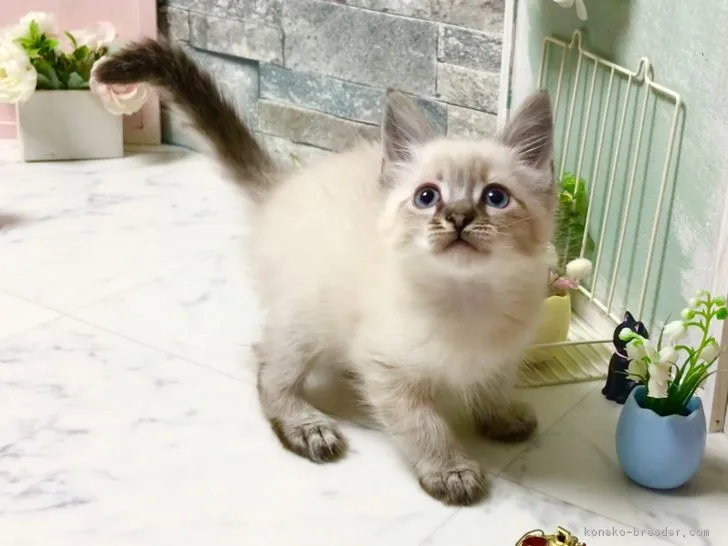 ID:1805-00276の子猫