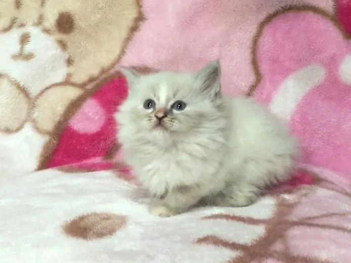 ID：1502-00096の子猫