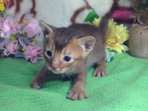 ID:1405-00196の子猫