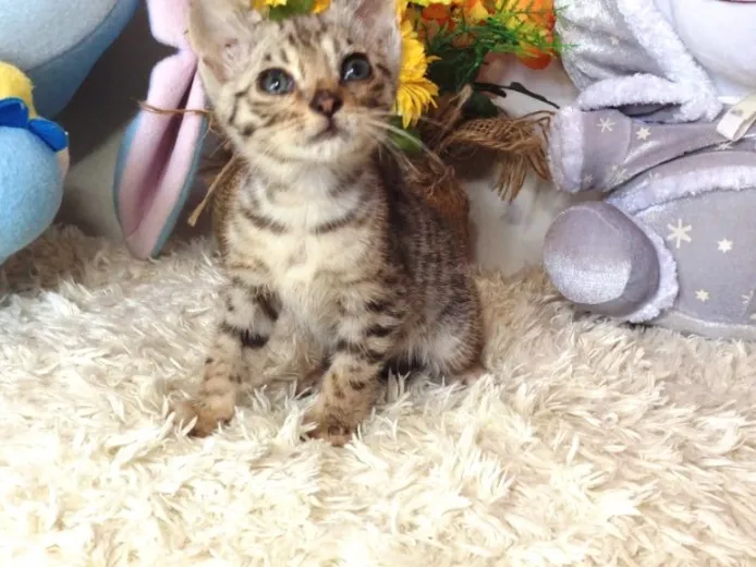 ID:1305-00116の子猫