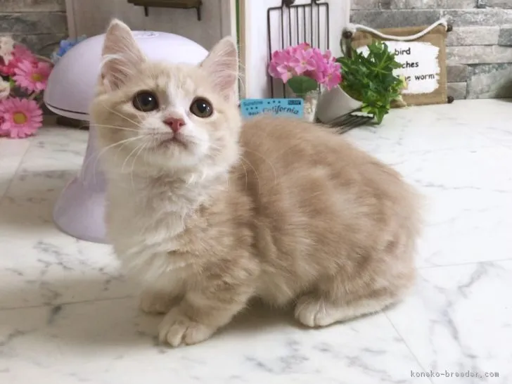 静香 様のお迎えした子猫