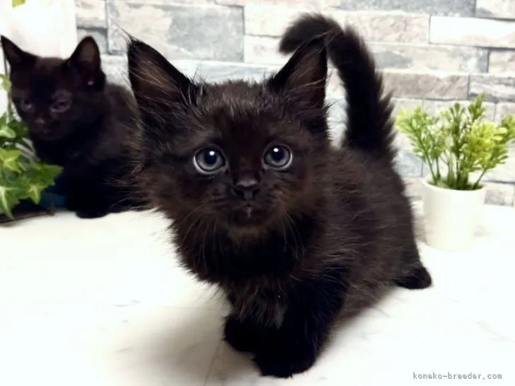 ID:2202-01969の子猫