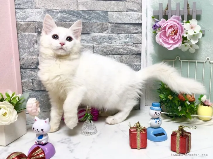 ID:1711-00806の子猫