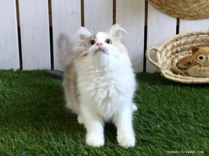 ID:1807-01264の子猫