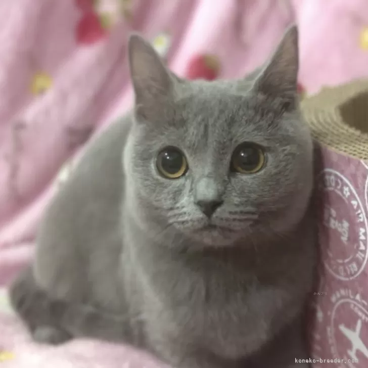 ID：2307-02470の子猫