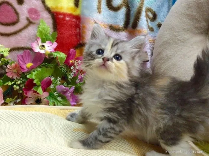 ID：1509-00076の子猫