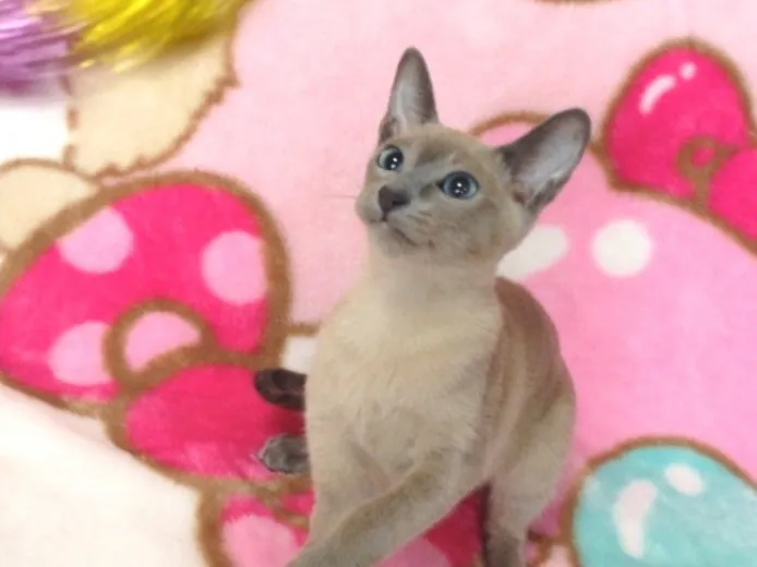ID:1404-00190の子猫
