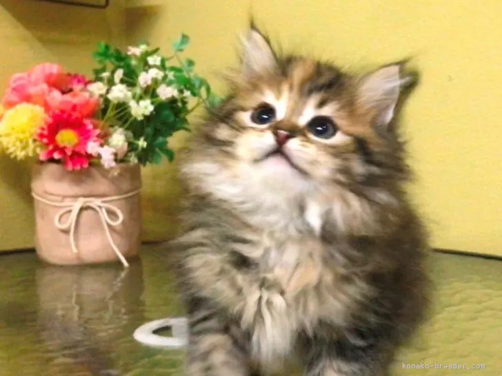 ID:1912-00788の子猫