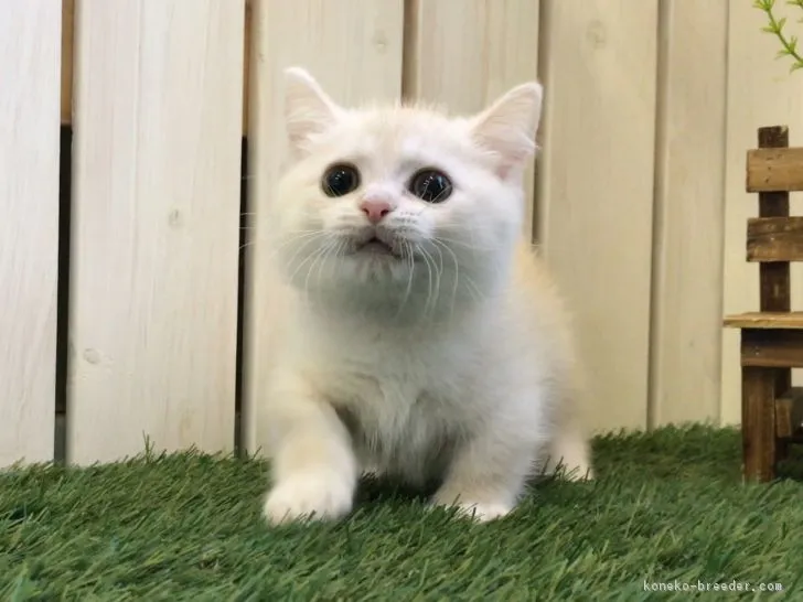 ID：1704-00555の子猫