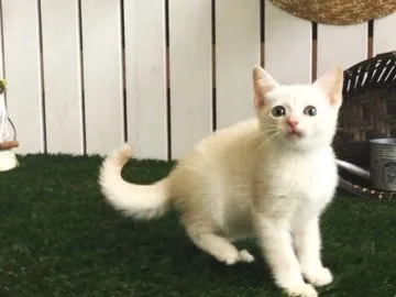 マリー 様のお迎えした子猫