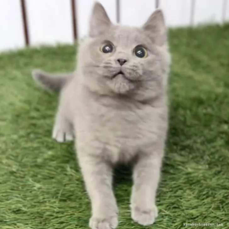 ID:2210-01940の子猫