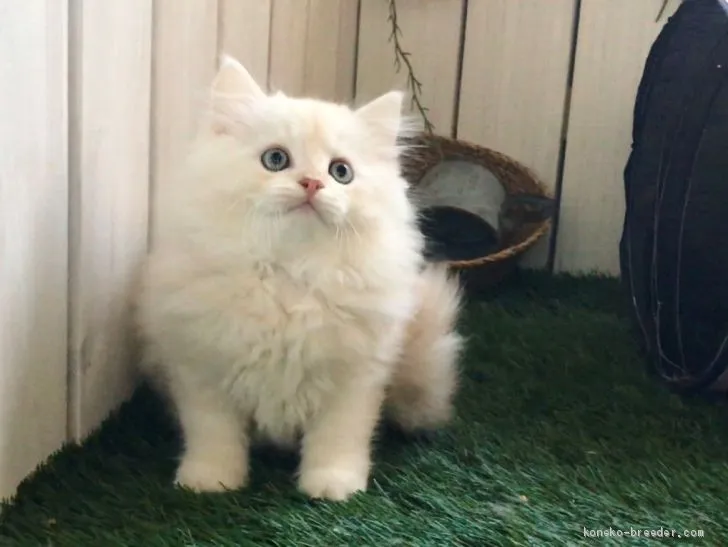 ID：1909-00523の子猫